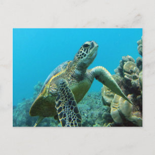 Hanauma Bay Turtle Vykort