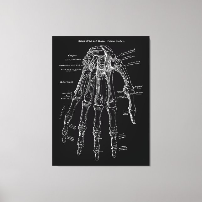 Hand Anatomy Large Canvas Wall Art 36x48" (Framsida)