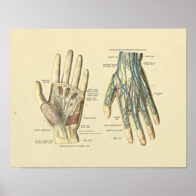 Hand Arteries Veins Nerves Anatomy Print Poster (Framsidan)