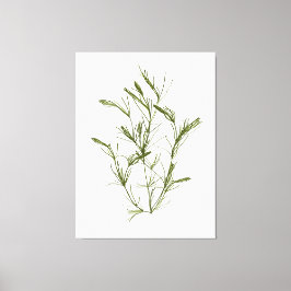 Hand Drawn Chara fragilis Sjögräs Kanvastryck