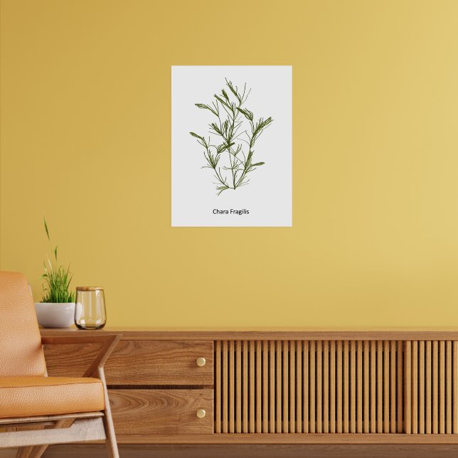 Hand Drawn Chara fragilis Sjögräs Poster (Vardagsrum 2)