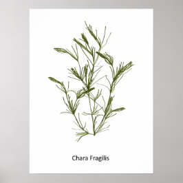 Hand Drawn Chara fragilis Sjögräs Poster
