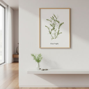 Hand Drawn Chara fragilis Sjögräs Poster