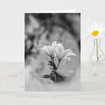 Hand Holding Lilies – Black and White Condolence