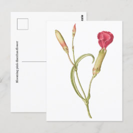 Hand plockade Blooming rosa dianthus blomma Vykort