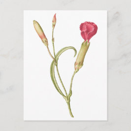 Hand plockade Blooming rosa dianthus blomma Vykort