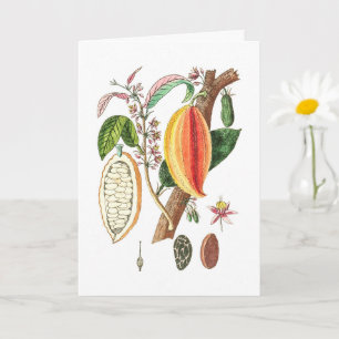 Hand plockade Cacao - Vintage Art Kort