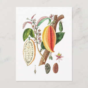 Hand plockade Cacao - Vintage Art Vykort
