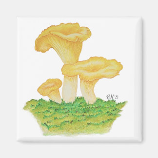 Hand plockade Chanterelle Mushroom Magnet
