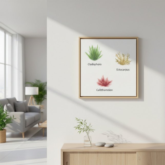 Hand plockade Cladophora, Ectocarpus Sjögräs Canvastryck (Skapare uppladdad)