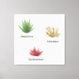Hand plockade Cladophora, Ectocarpus Sjögräs Canvastryck