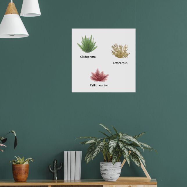 Hand plockade Cladophora, Ectocarpus Sjögräs Poster (Vardagsrum 1)