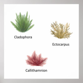 Hand plockade Cladophora, Ectocarpus Sjögräs Poster