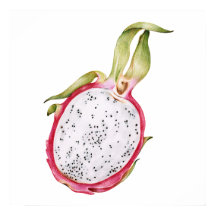 Hand plockade drakonfruktillustration