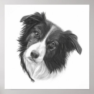 Hand plockade Gräns Collie Hund Poster