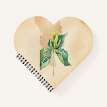 Hand plockade Wake Robin