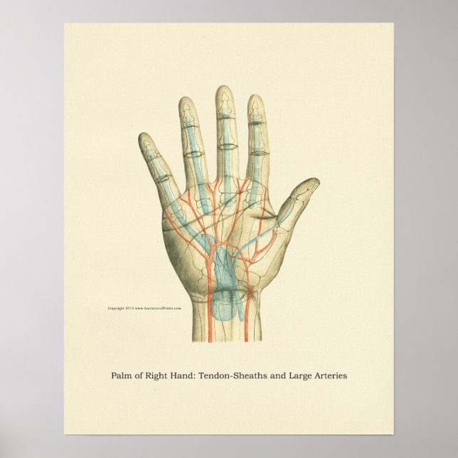Hand & Wrist Internal Anatomy Poster (Framsidan)