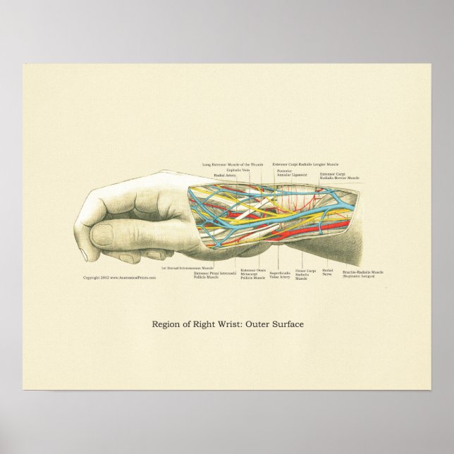 Hand & Wrist Internal Anatomy Poster (Framsidan)