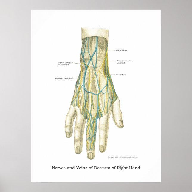 Hand & Wrist Internal Anatomy Poster (Framsidan)