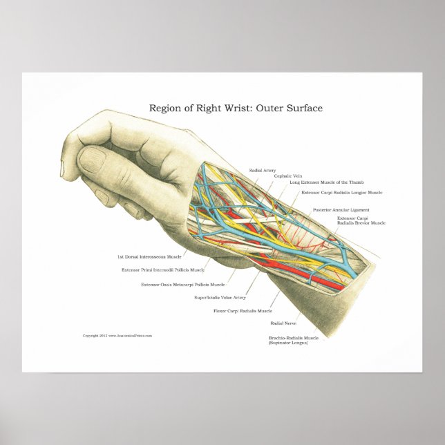 Hand & Wrist Internal Anatomy Poster (Framsidan)