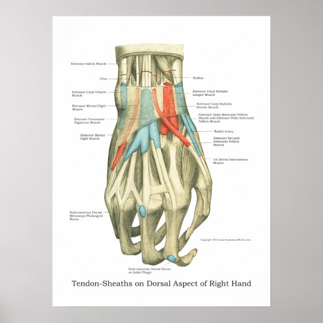 Hand & Wrist Internal Anatomy Poster (Framsidan)