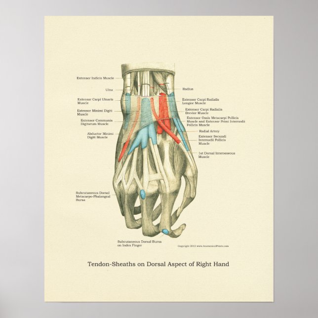Hand & Wrist Internal Anatomy Poster (Framsidan)