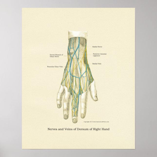 Hand & Wrist Internal Anatomy Poster (Framsidan)