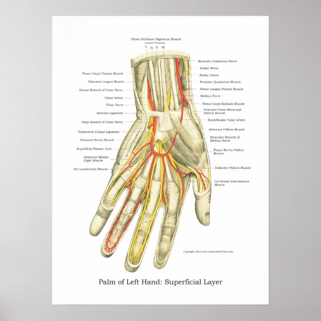 Hand & Wrist Internal Anatomy Poster (Framsidan)