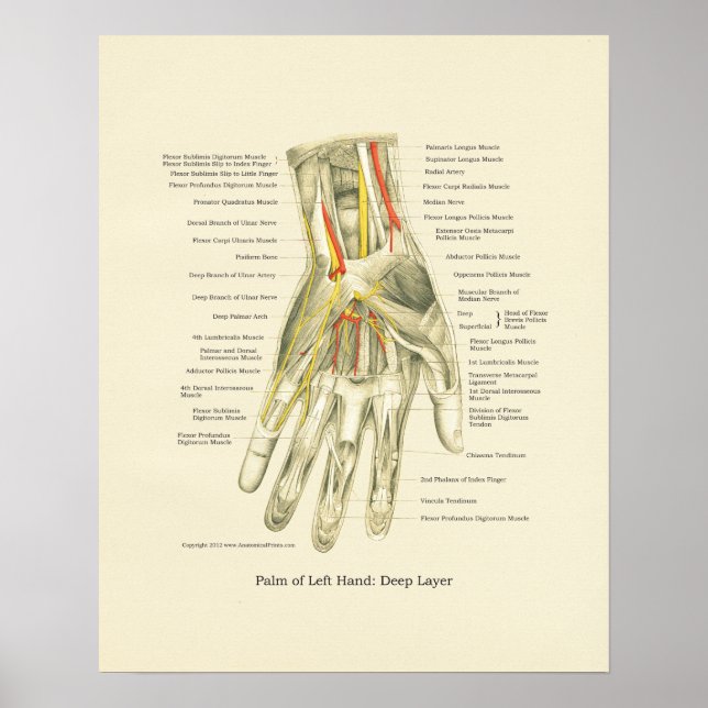 Hand & Wrist Internal Anatomy Poster (Framsidan)