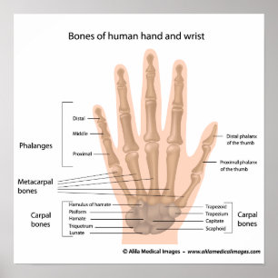 Handben, märkt diagram. poster