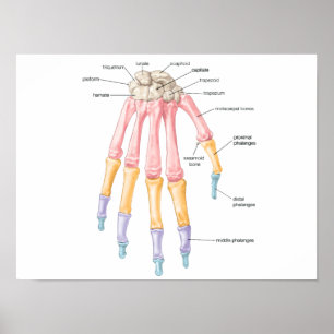 Handben Poster