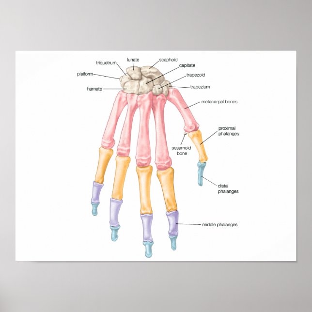Handben Poster (Framsidan)
