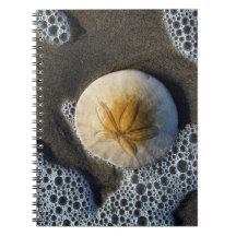 Handbok för Sand Dollar och Surfa Beach Photo Spir