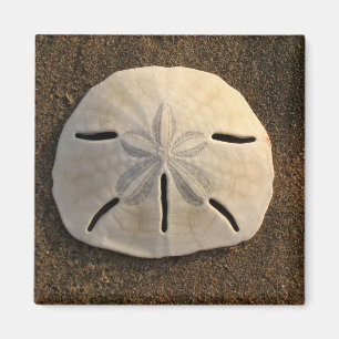 Handdollar (Färg) Magnet