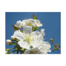 Händelse för säljfrämjande åtgärder för Cherry Blo