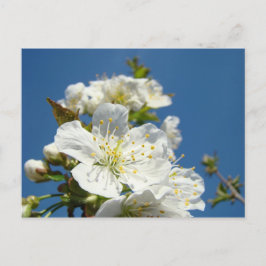 Händelse för säljfrämjande åtgärder för Cherry Blo Vykort