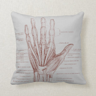 Handens fingers muskler - anatomi kudde