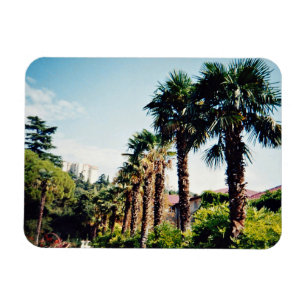 Handflatan alley Nikitsky Botanical Garden i Magnet