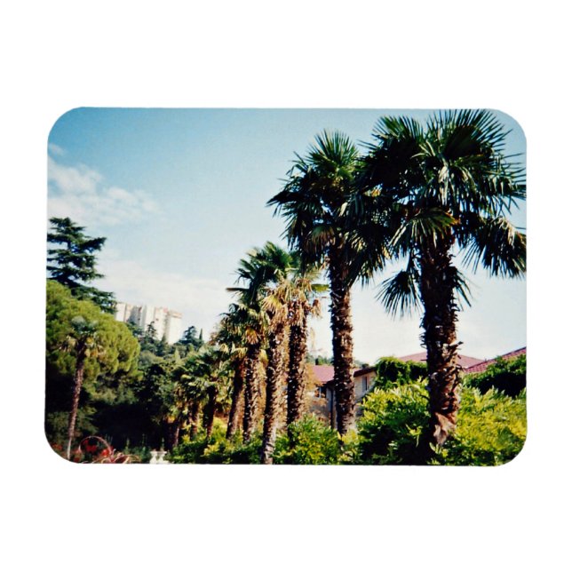 Handflatan alley Nikitsky Botanical Garden i Magnet (Horisontell)