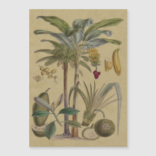 Handflatan Antique Tropical Fruit Botanical Art