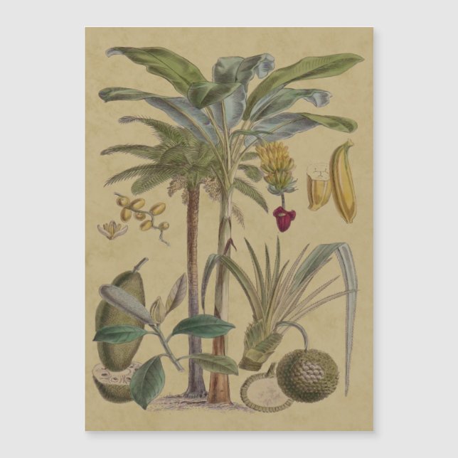 Handflatan Antique Tropical Fruit Botanical Art (Framsida)