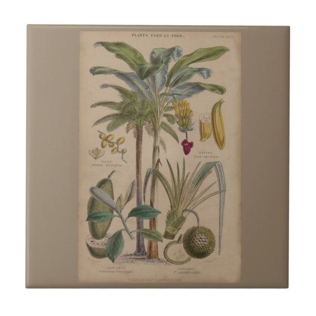 Handflatan Antique Tropical Fruit Botanical Art Kakelplatta (Framsidan)