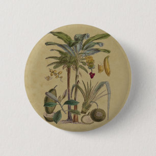 Handflatan Antique Tropical Fruit Botanical Art Knapp