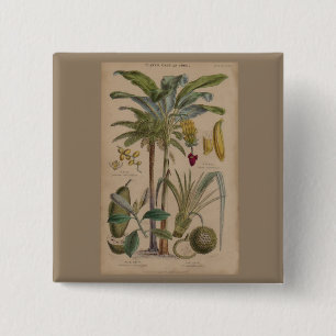 Handflatan Antique Tropical Fruit Botanical Art Knapp