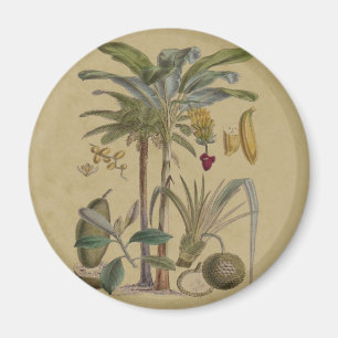 Handflatan Antique Tropical Fruit Botanical Art Magnet