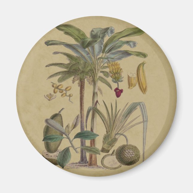Handflatan Antique Tropical Fruit Botanical Art Magnet (Framsidan)