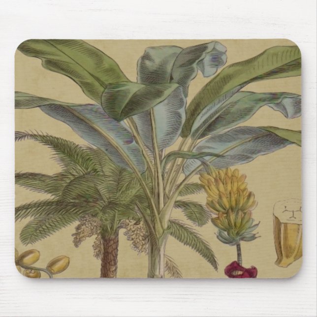Handflatan Antique Tropical Fruit Botanical Art Musmatta (Framsidan)