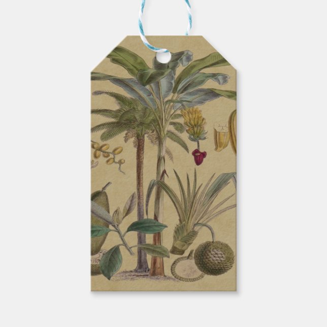 Handflatan Antique Tropical Fruit Botanical Art Presentetikett (Framsidan)