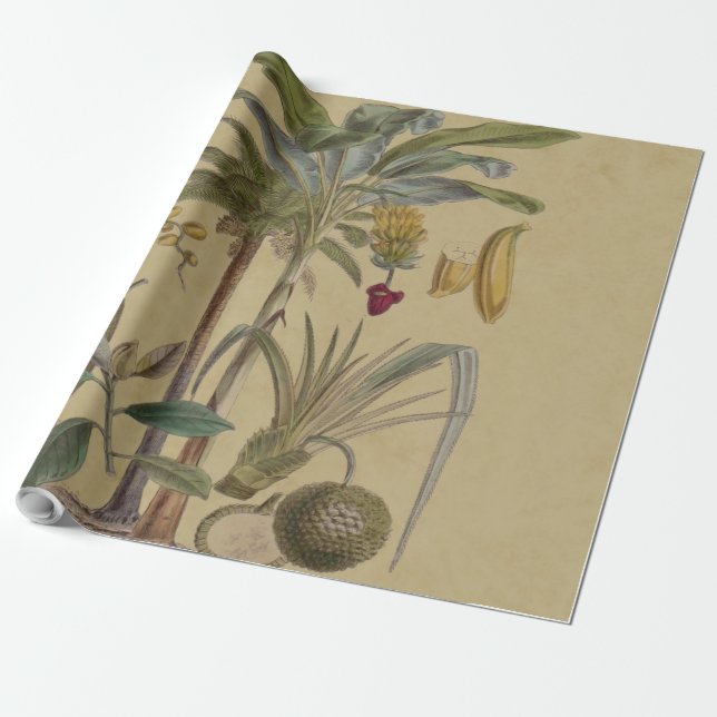 Handflatan Antique Tropical Fruit Botanical Art Presentpapper (Utrullad)
