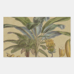 Handflatan Antique Tropical Fruit Botanical Art Rektangulärt Klistermärke